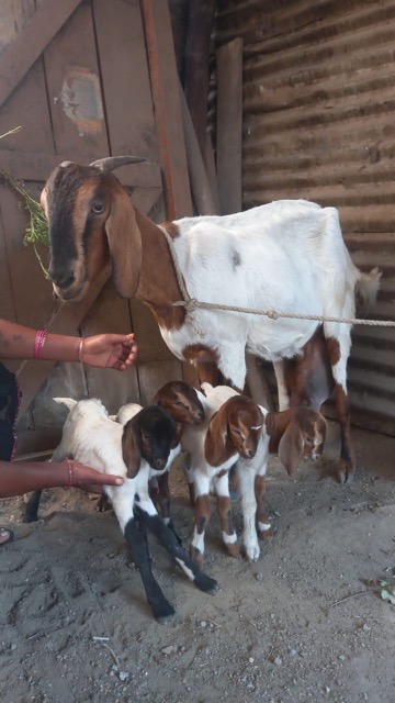 goats for a family in south asia
