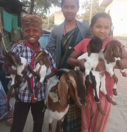 goat offspring for asian family
