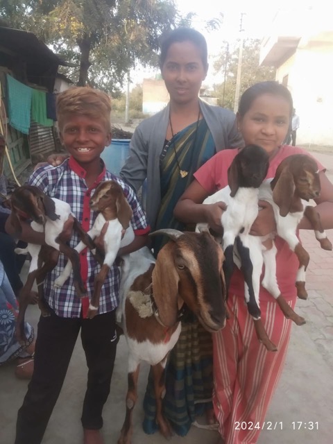 goat offspring for asian family